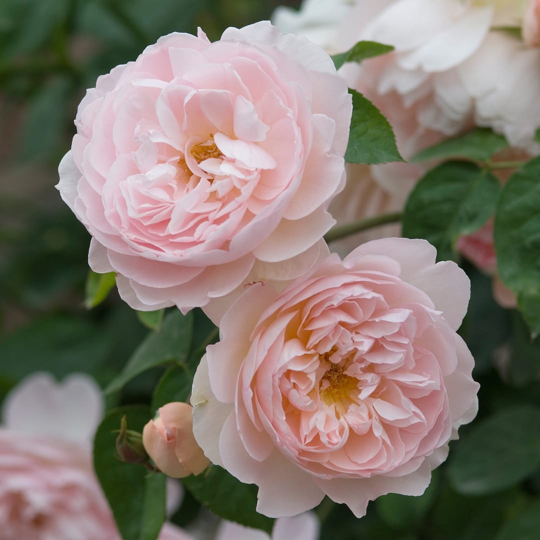 Роза Джентл Гермионе