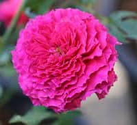 Роза Рамукан