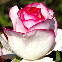 Роза Белла Вита