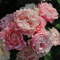 Роза Дафна