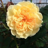 Роза Ликухоталу
