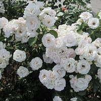 Роза мускусная Букет парфе