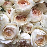 Роза Тсумуги