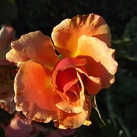 Роза Энн Хендерсон