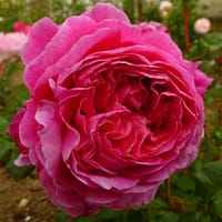 Роза Абдиэль