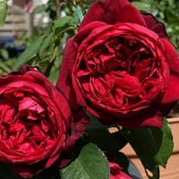 Роза Адмирал