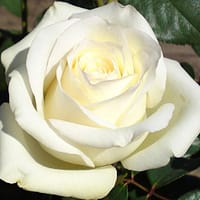 Роза Анастасия