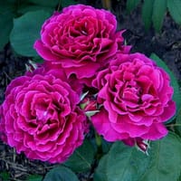 Роза Вагулете