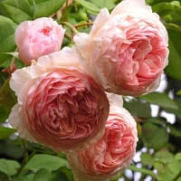 Роза Вильям Морис