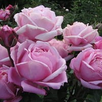 Роза Дитер Мюллер