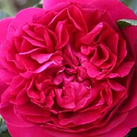 Роза Зе Дарк Леди