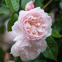 Роза Зе Дженероуз Гарден