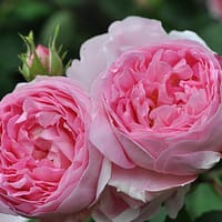 Роза Констанс