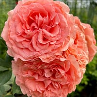 Роза Коралл Желе