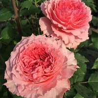 Роза Корона