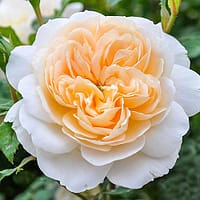 Роза Крокус Роуз