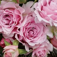 Роза Ла мари