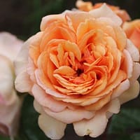 Роза Леандр