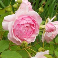 Леди Солсбери