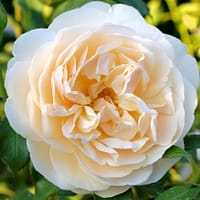 Роза Личфилд Энджел