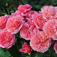 Роза Мери Энн