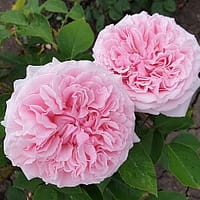 Роза Миранда