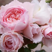 Роза Мисаки