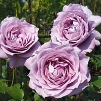 Роза Новалис