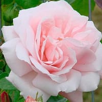 Плетистая роза Нью Доун