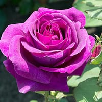 Роза Парфюм дэ Рев