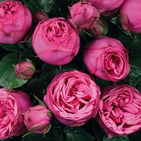 Роза Пинк Пиано