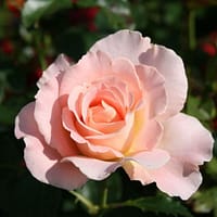 Роза Рококо