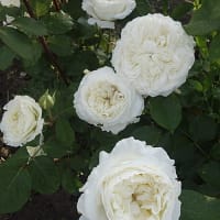 Роза Сидзуку