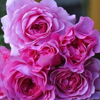 Роза Тсукуеми