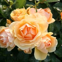 Роза Хензештант Росток