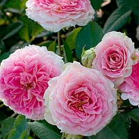 Плетистая роза Цезарь