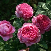 Роза Шанталь Мерье