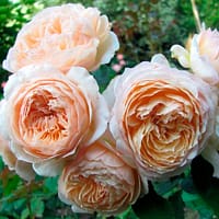 Роза Шарль де нерво