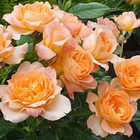 Роза Шерлок Холмс