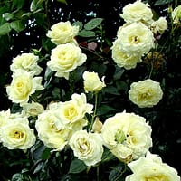 Плетистая роза Эльф