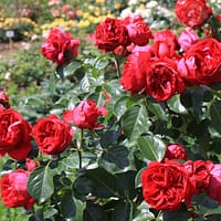 Эрик Таберли