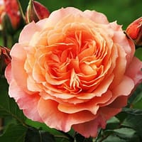 Роза Бельведер