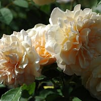 Роза мускусная Бафф бьюти