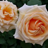 Плетистая роза Барок