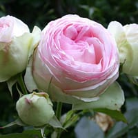 Роза Бидермейер