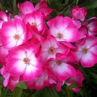 Роза мускусная Букабу