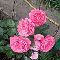 Плетистая роза Цикламен Пьер де Ронсар