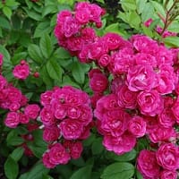 Роза мускусная Динки