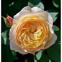 Роза мускусная Джерри дженнингс