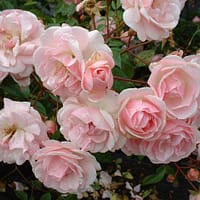 Роза мускусная Фелиция